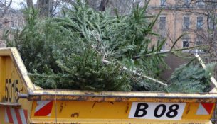 Weihnachtsbaum entsorgen Container