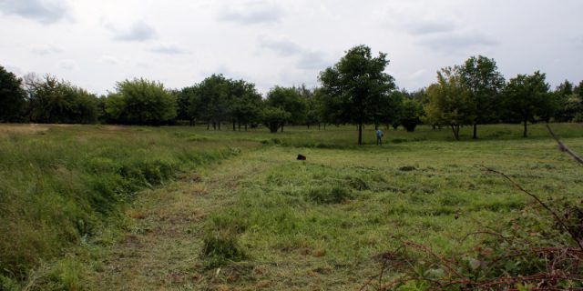 Grasmahd auf den Hufewiesen Trachau