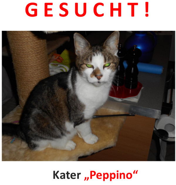 Suchplakat Peppino