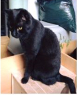 kater willi 2410