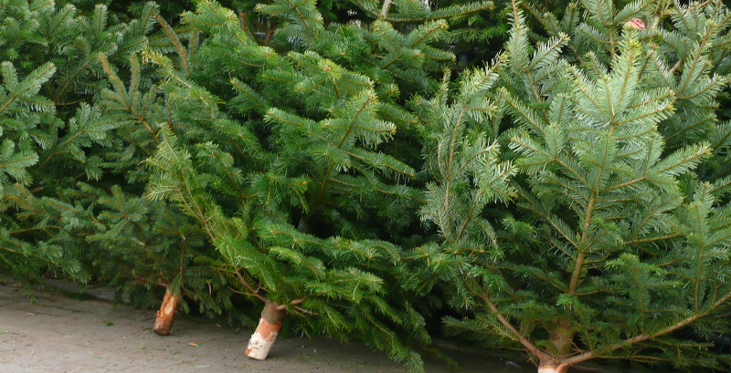 weihnachtsbaum
