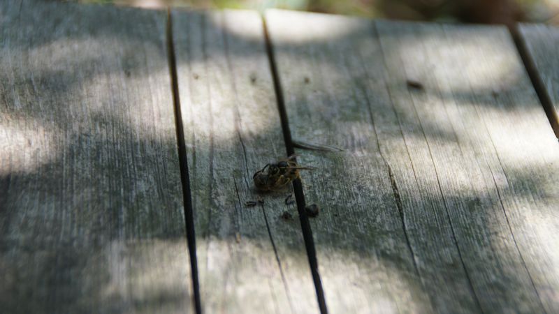 Eine Wespe hat eine Biene gefangen