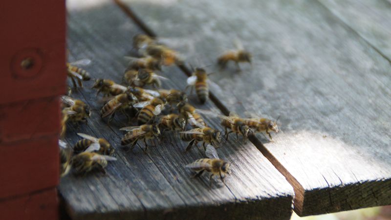 Ausruhen, einfliegen, ausfliegen - Gewusel vor dem Eingang des Bienenstocks