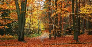 Herbst in der Jungen Heide (01)