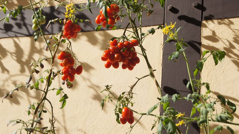Tomaten ranken sich an der Wand des Hofladens empor
