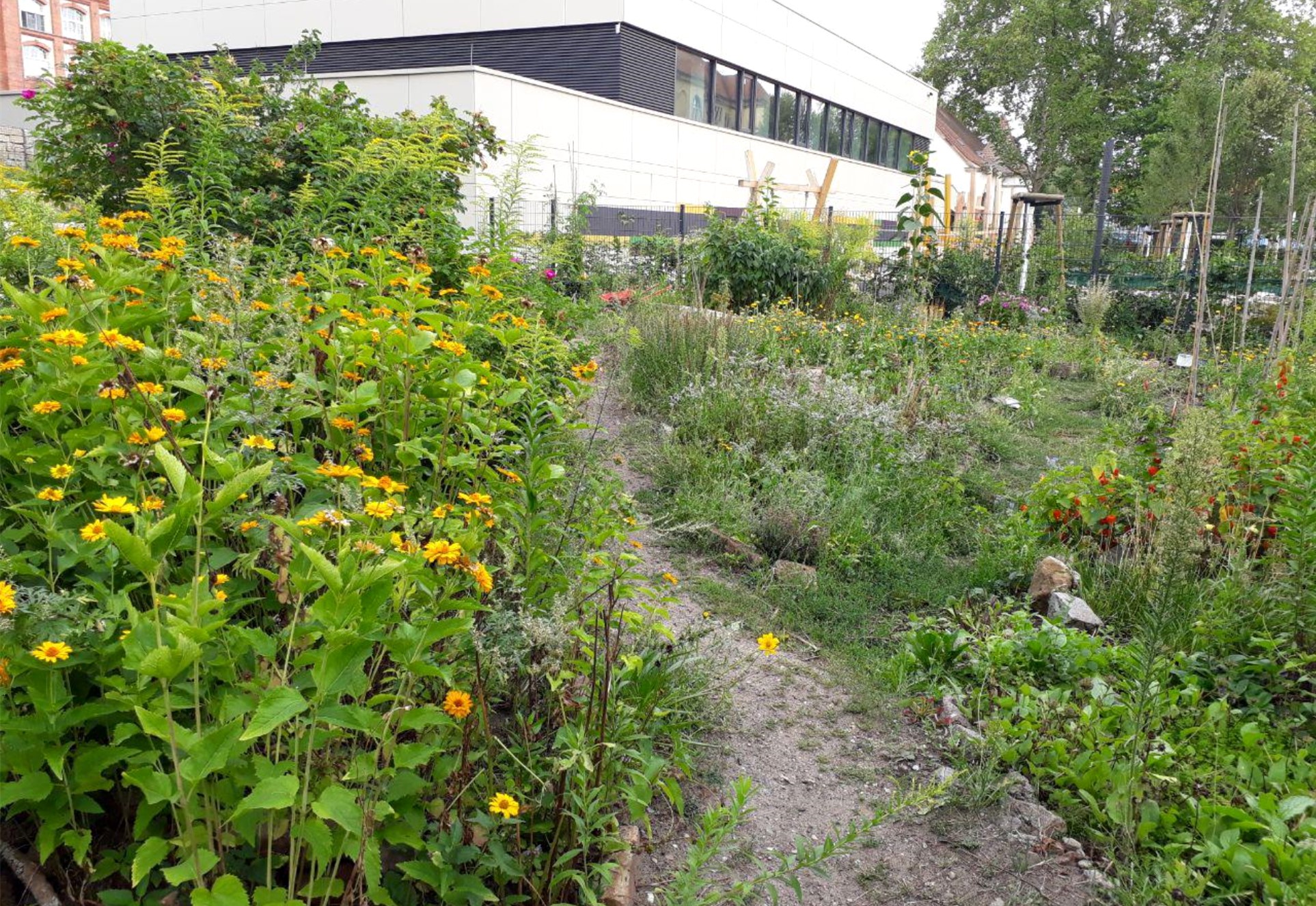 Ein Blick in die Beete des "Aprikosengartens". Neben Obst- und Gemüsebeeten wächst es hier an der ein oder anderen Stelle auch wild. 