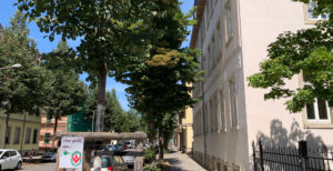 bäume gießen vs