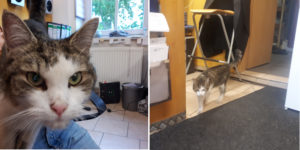 katze fritzi adam