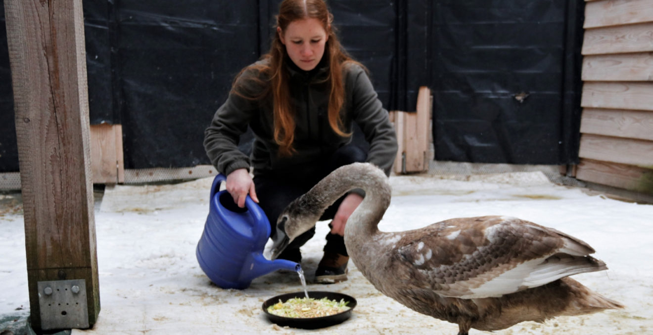Wildvogelauffangstation: Futtergeld-Spende für Rettung von jungen Schwänen