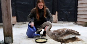Wildvogelauffangstation Ronja Fulsche