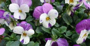 fruehling
