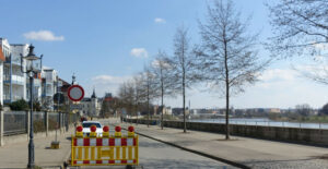 Kötzschenbroder Straße Baumscheiben