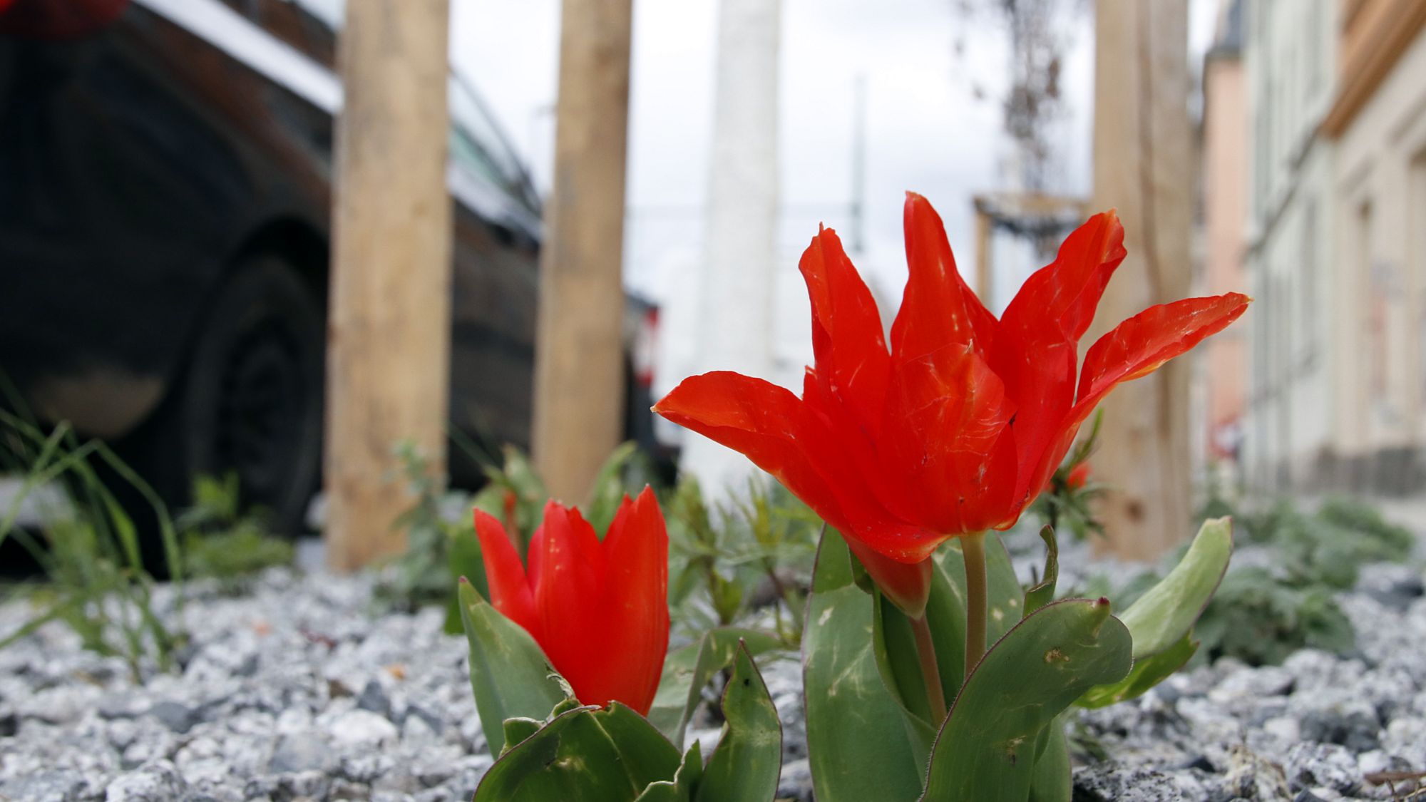 In den geschotterten Baumscheiben blühen aktuell einige Tulpen. Foto: J. Frintert
