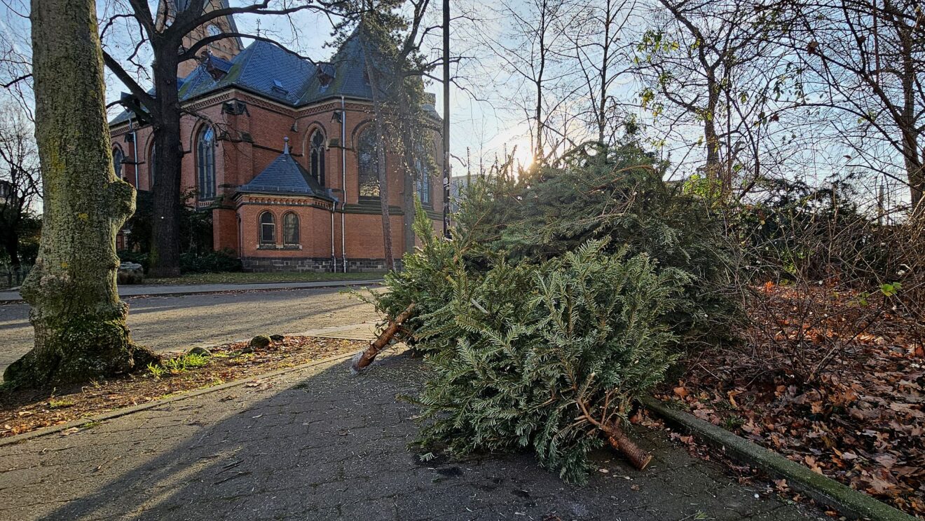 Am Markusplatz liegen schon die ersten Weihnachtsbäume herum. Foto: J. Frintert
