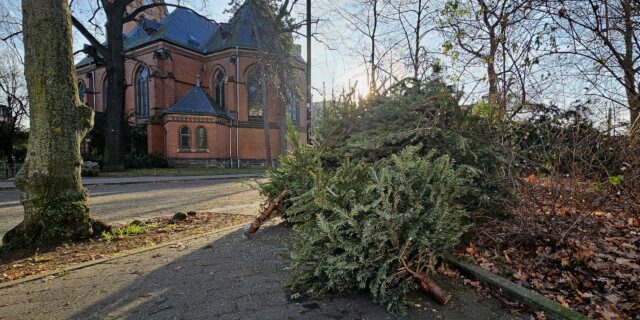 Am Markusplatz liegen schon die ersten Weihnachtsbäume herum. Foto: J. Frintert