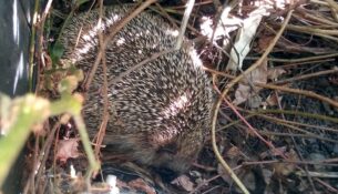 Igel in einem Dresdner Garten – Foto: Archiv J. Frintert