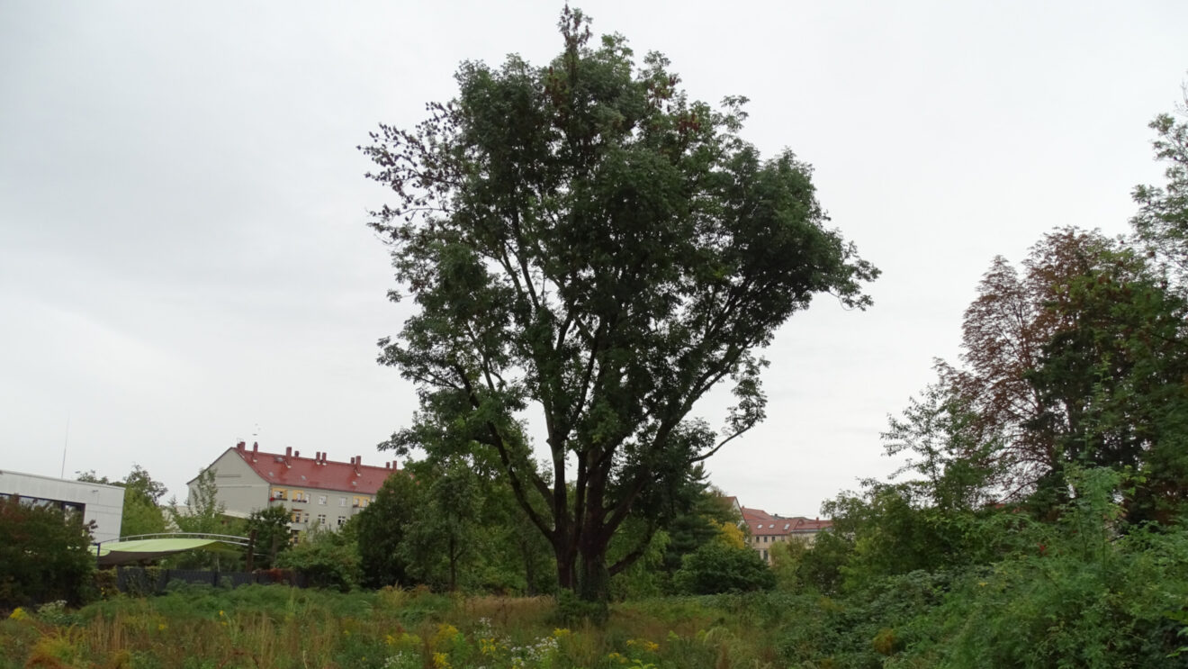 Moritzburger Straße: Drei Häuser mit 32 Wohnungen geplant