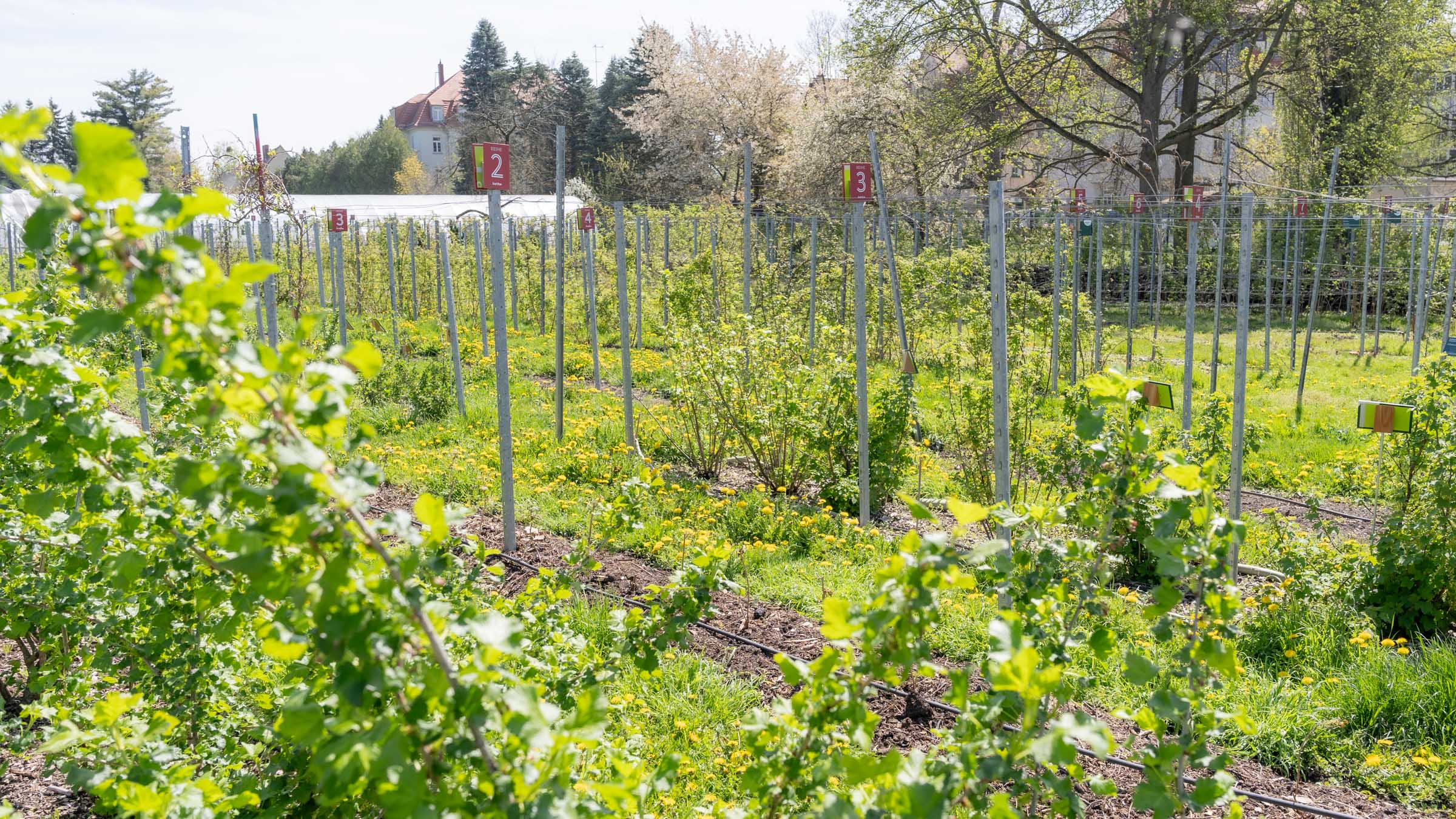 Man sieht schon, dass der Sommer es kaum erwarten kann, die Sträucher mit saftigem Obst zu behängen. Foto: Sebastian Diehl