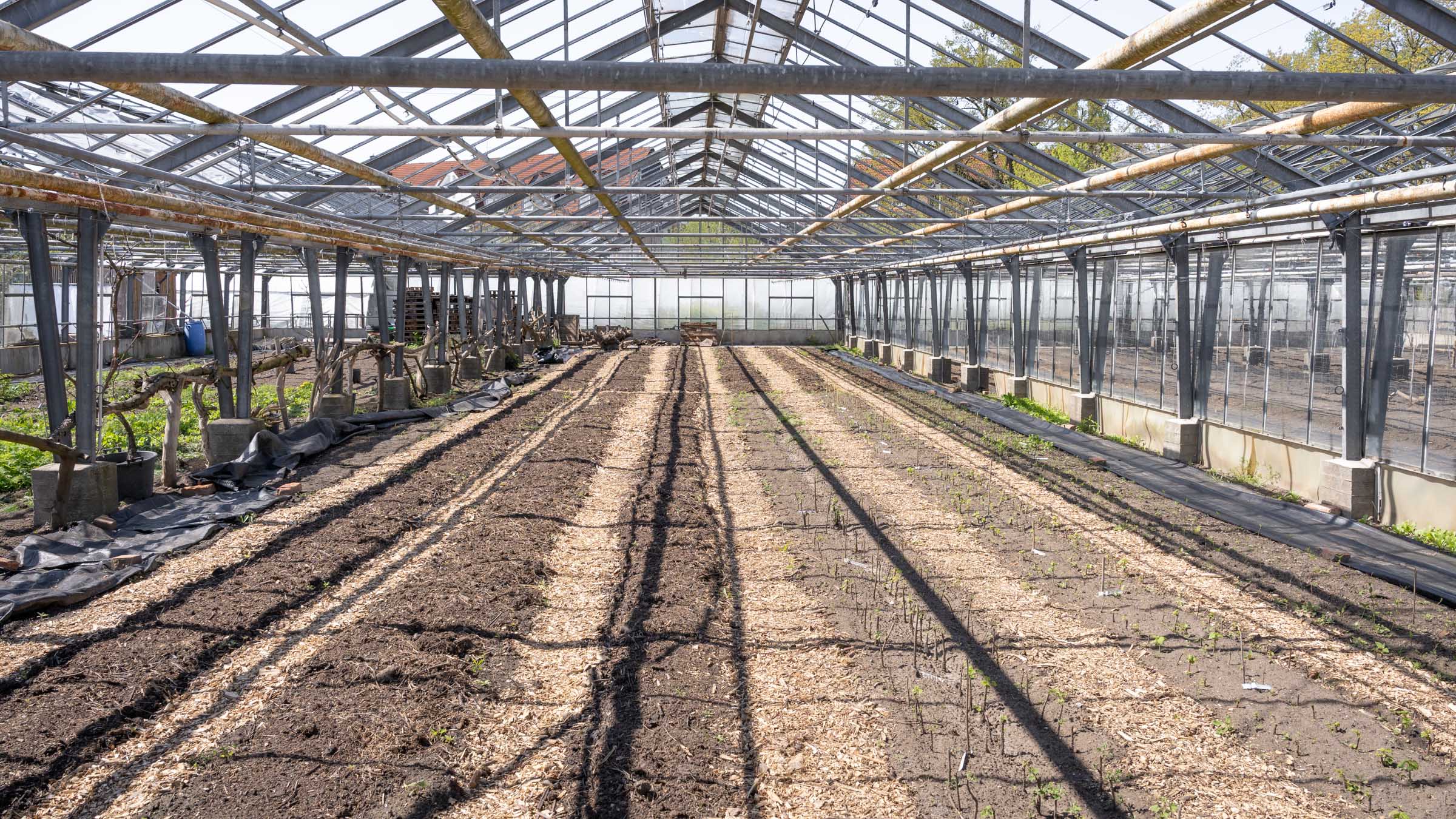 Beim sogenannten „Market Gardening“ steht man beim Gärtnern breitbeinig über dem Beet. So wird die Erde nicht verdichtet und die Pflanzen können später gedeihen. Foto: Sebastian Diehl