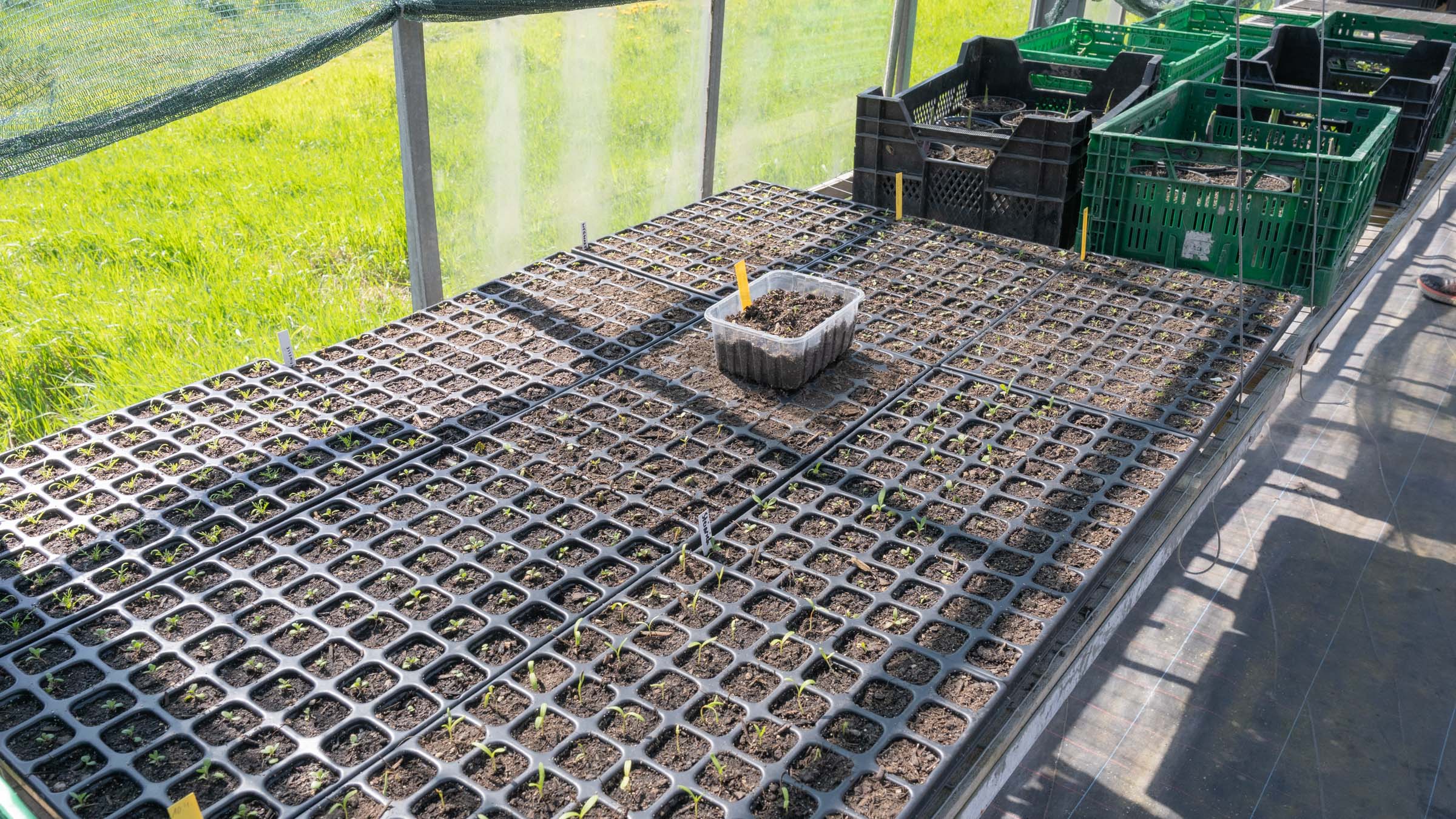 Auf der Fensterbank im Gewächshaus keimen die Sämlinge. Foto: Sebastian Diehl