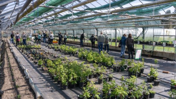 In dem Gewächshaus warten junge Johannisbeer- und Himbeersträucher darauf, einen neuen Garten ihr zu Hause nennen zu dürfen. Foto: Sebastian Diehl