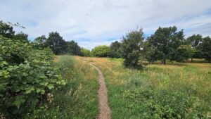 Bebauungspläne für die Hufewiesen vorgestellt So kennt man die Hufewiesen, wellige Wiese mit Bäumen. Foto: J. Frintert