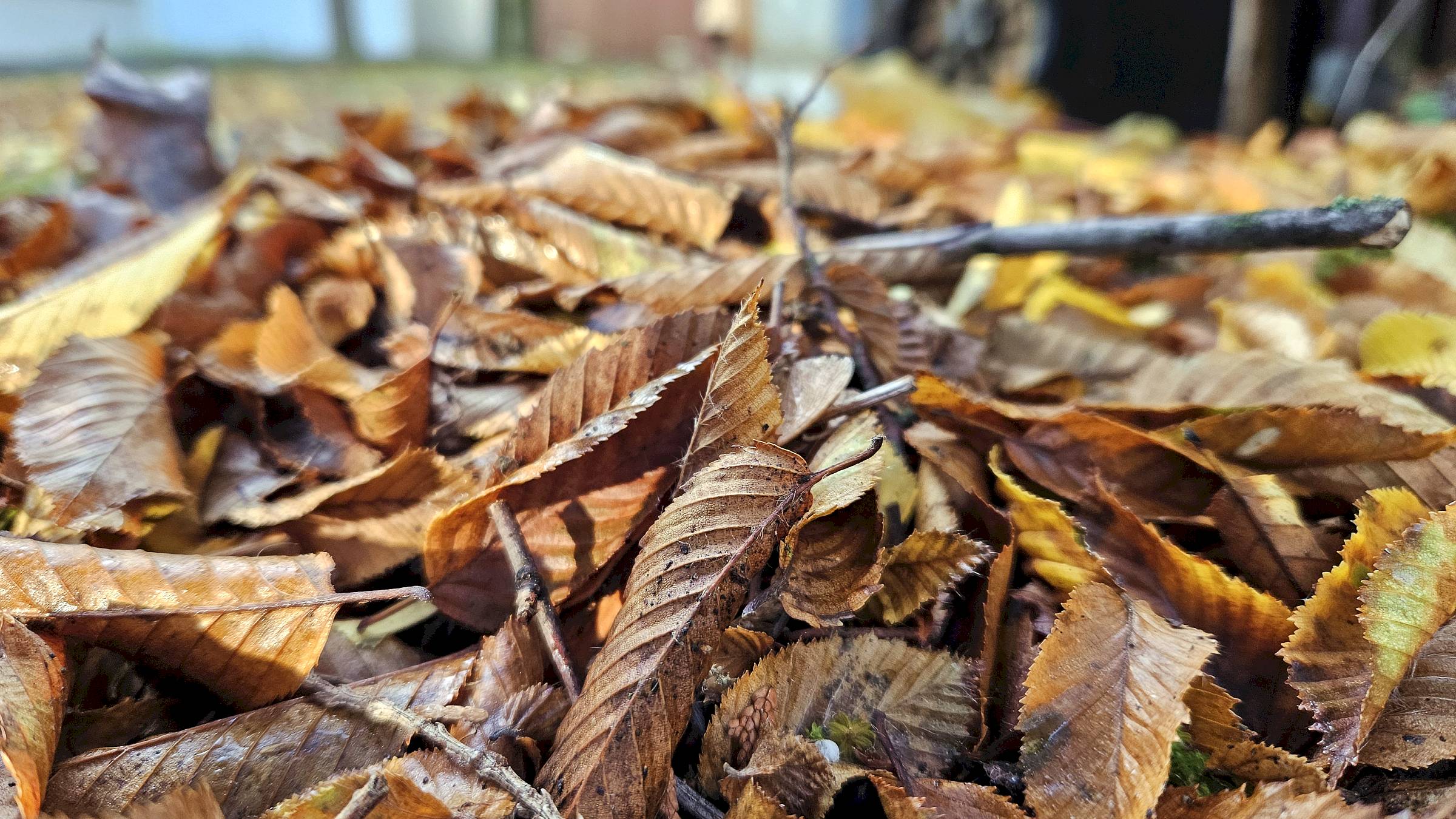 Braunes und gelbes Herbstlaub liegt zwischen kleinen Zweigen auf dem Boden.
